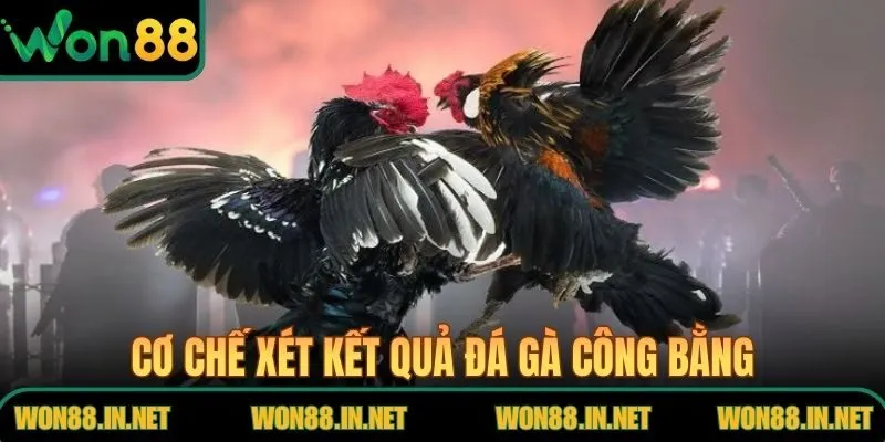 Đá Gà Đòn Tại WON88 – Cuộc So Tài Thể Lực Và Chiến Thuật Cơ chế xét kết quả đá gà công bằng, dễ theo dõi