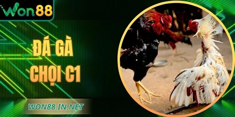 Đá Gà Chọi C1 Tại Nhà Cái WON88 – Hội Tụ Đỉnh Cao Chiến Kê