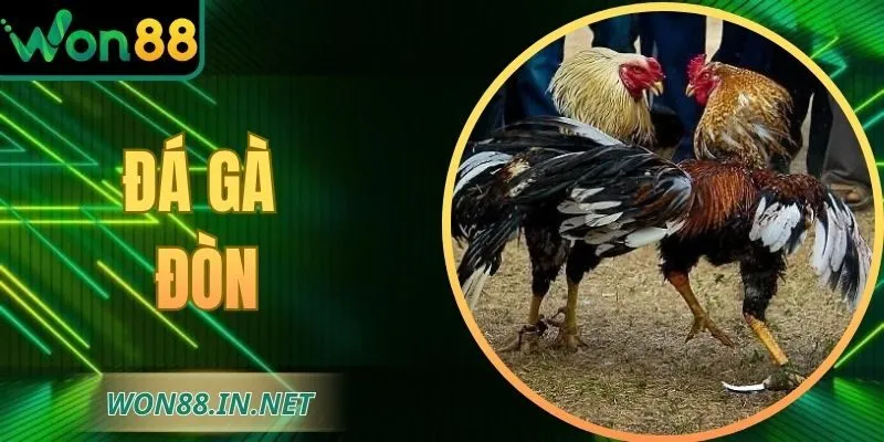 Đá Gà Đòn Tại WON88 – Cuộc So Tài Thể Lực Và Chiến Thuật