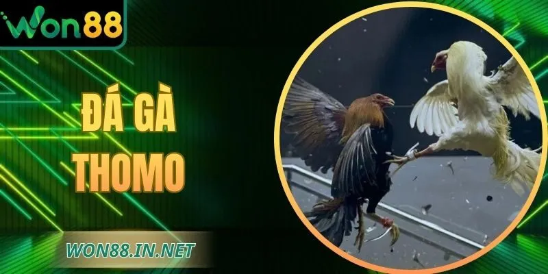 Đá Gà Thomo Tại WON88 – Điểm Hẹn Của Những Trận Đấu Đỉnh Cao
