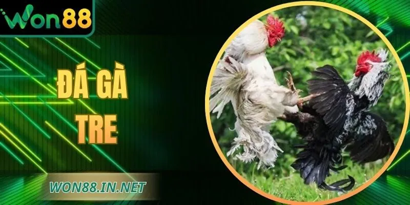 Đá Gà Tre WON88 – Sân Chơi Đòi Hỏi Kỹ Năng, Kinh Nghiệm
