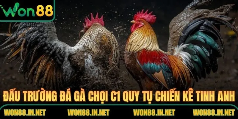Đấu trường đá gà chọi C1 quy tụ chiến kê tinh anh