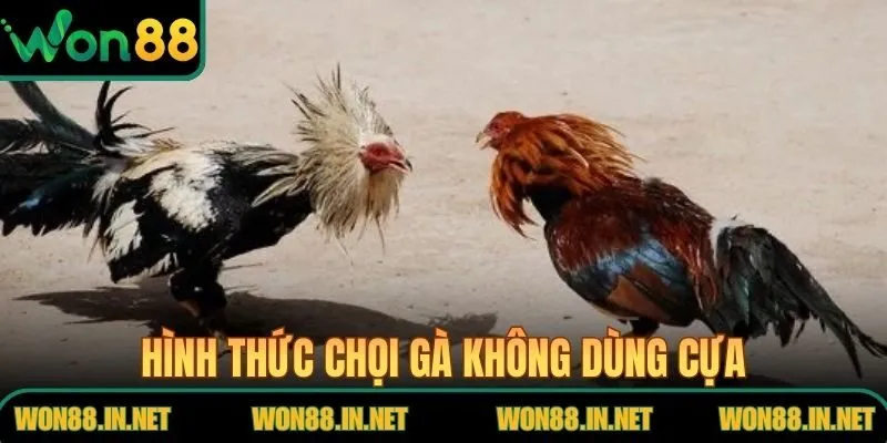 Đá Gà Đòn Tại WON88 – Cuộc So Tài Thể Lực Và Chiến Thuật Hình thức chọi gà không dùng cựa, đề cao bản lĩnh chiến kê