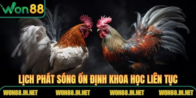 Lịch phát sóng đá gà WON88 ổn định khoa học liên tục