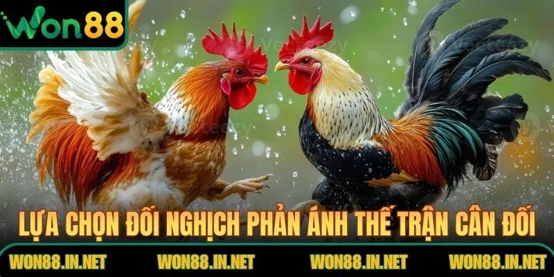Lựa chọn đối nghịch phản ánh thế trận cân đối