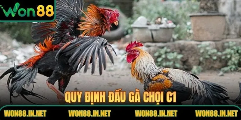 Quy định đấu gà chọi C1 giúp người mới nắm bắt