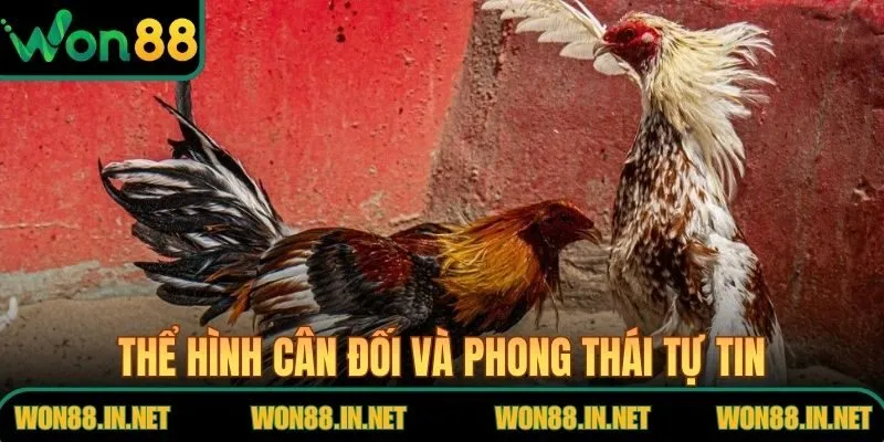 Thể hình cân đối và phong thái tự tin của gà tre