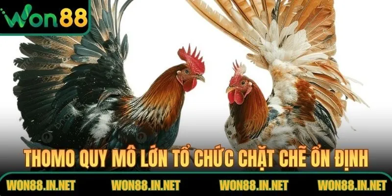 Thomo quy mô lớn tổ chức chặt chẽ ổn định