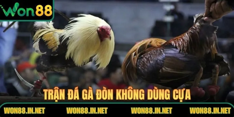 Đá Gà Đòn Tại WON88 – Cuộc So Tài Thể Lực Và Chiến Thuật Trận đá gà đòn không dùng cựa, chia hồ chuẩn chỉnh